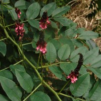 <i>Indigofera zollingeriana</i>  Miq.